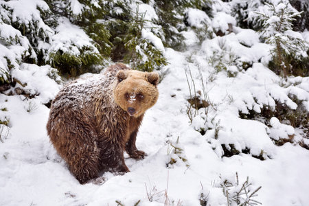 Wild brown bear (Ursus arctos) in winter forest. Natural habitat. Winter season.