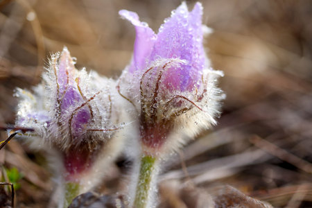 Dream-grass or Pulsatilla patens, close-up, natural spring background. Pulsatilla, in the selective...