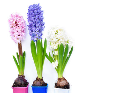 Vibrant multicolored hyacinth spring flowers on white background with space for text. Top viewの写真素材