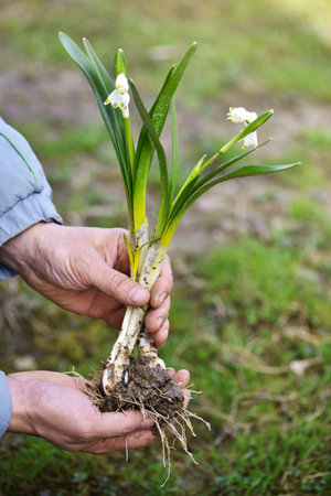 Spring snowflake flowers (Leucojum vernum) in gardener's hands prepared for planting. Spring garden...