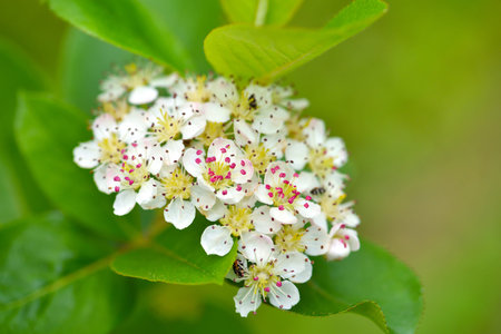 White tender flowers of black chokeberry (Aronia melanocarpa) in spring on green leaves background. Selective focus.の写真素材