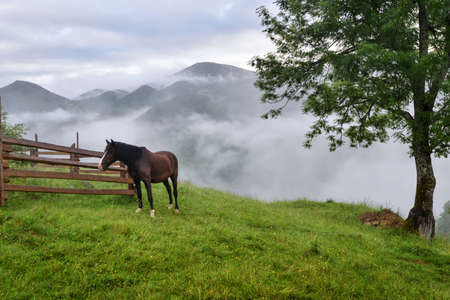 Beautiful mountain landscape with a horse. Foggy morning after the rainの写真素材