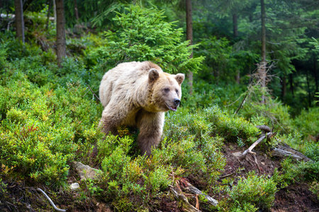 Wild Brown Bear (Ursus Arctos) in the summer forest. Animal in natural habitat.