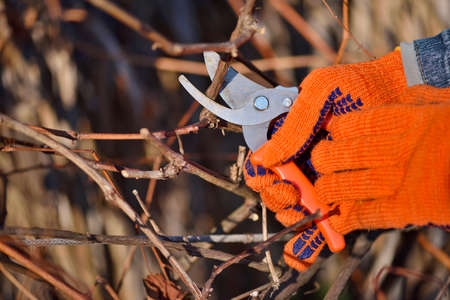 Closeup of hands doing autumn pruning of grape bushes, gardener in gloves with garden pruner.の写真素材
