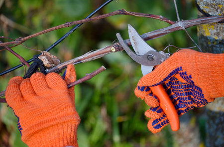 Closeup of hands doing autumn pruning of grape bushes, gardener in gloves with garden pruner.