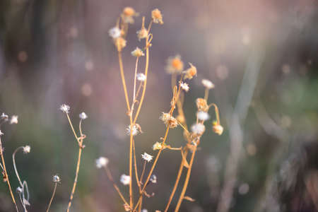 Autumn background with dry plants. Selective focus.の写真素材