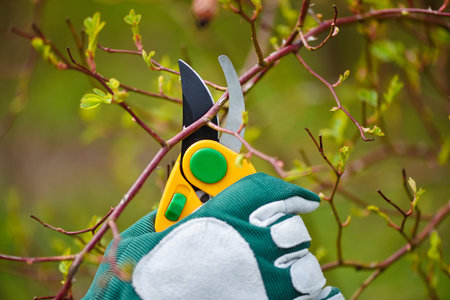Spring pruning roses in the garden, gardener's hands with secateur