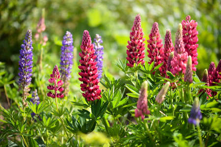 Lupinus, lupine field with pink, purple and blue flowers. flower background.の写真素材