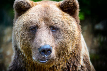 brown bear portrait. Side view of bear face.の写真素材