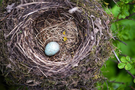 Bird nest with egg in wild nature.の写真素材