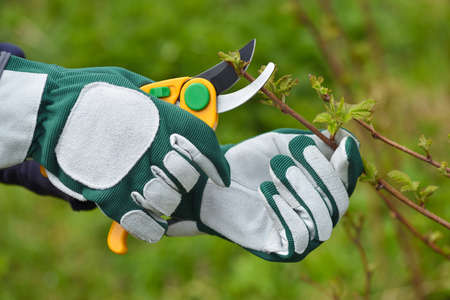 Spring pruning the bush. Hands of gardener in gloves with secateurの写真素材