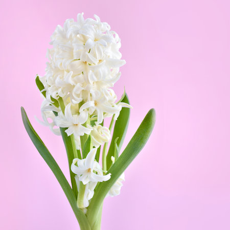White Hyacinth flower on pink background with space for textの写真素材