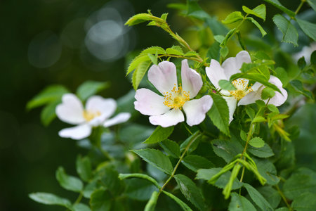 Close-up image of the beautiful flowering, Rosa Canina also known as the Dog Rose. floral background