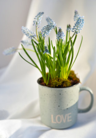 Light blue muscari in cup in the sunlight. Spring flowers in pot as decoration. Soft focusの写真素材