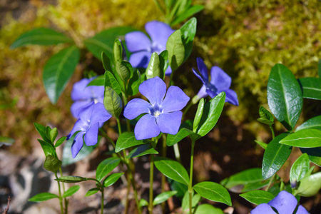 Periwinkle Vinca blue spring flowers in the forestの写真素材