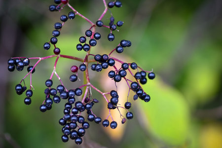 Elderberries in the Fall. Autumn background. Selective focus