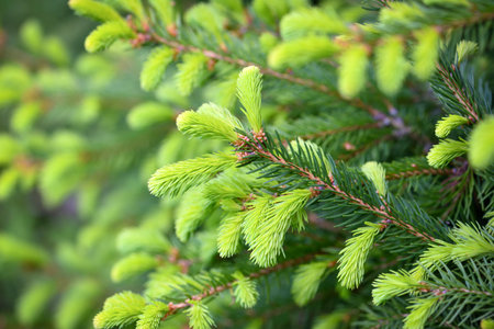 Branches spruce tree with young new shoots on a natural green background in spring forest. Natural backgroundの写真素材