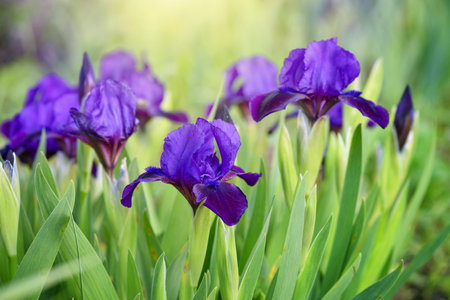 Flowers of bearded iris on blurred green natural background. Purple iris flowers are growing in a garden.の写真素材