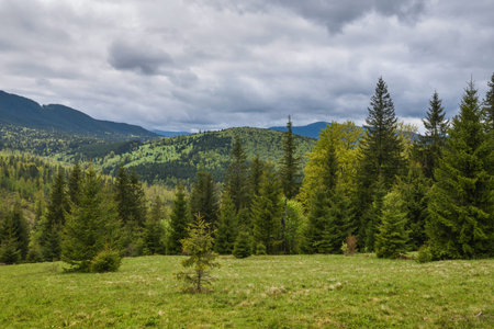 Picturesque mountain landscape. Mountain slopes with meadows, forests and cloudy sky. Carpathians....