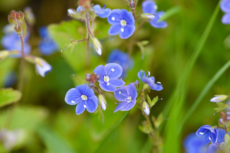 Closeup on the brilliant blue flowers of germander speedwell. Flower background. Soft focusの写真素材