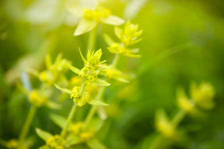 Crosswort - Cruciata laevipes, that is a species of flowering plant in the family Rubiaceae. Selective focusの写真素材