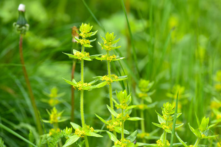 Crosswort - Cruciata laevipes, that is a species of flowering plant in the family Rubiaceae....