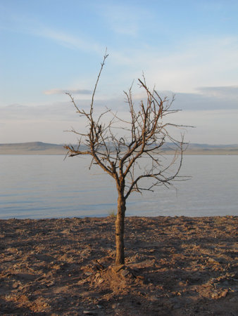 tree in sandの写真素材