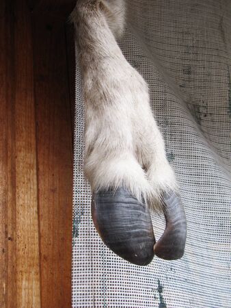 goat legの写真素材