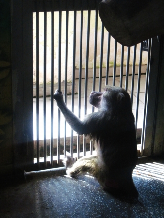 the monkey in a cageの写真素材