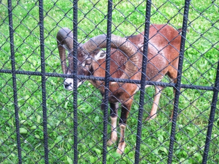 ram behind a latticeの写真素材