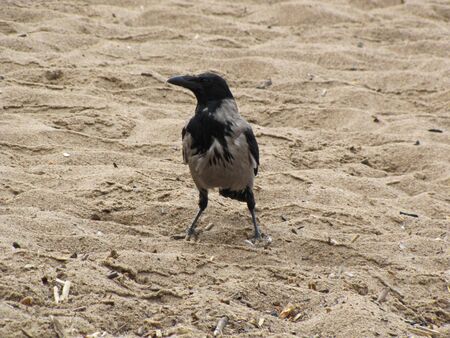 crow on sandの写真素材