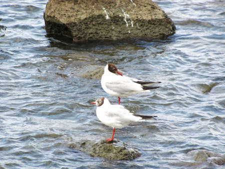 two-storeyed bird :)の写真素材