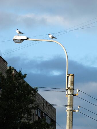 seagulls sit on a lampの写真素材