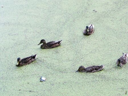 ducks in a pond tightened by oozeの写真素材