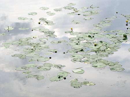water-lilies on a smooth surface of waterの写真素材