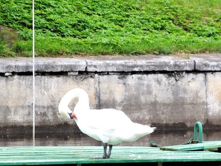the swan cleans plumeletsの写真素材