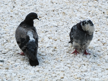 couple of pigeons on white pebblesの写真素材