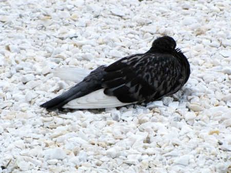 sleeping pigeon on white pebblesの写真素材