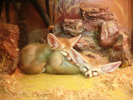 Foxes of fenek sleep