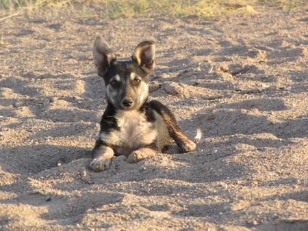 puppy in the desertの写真素材