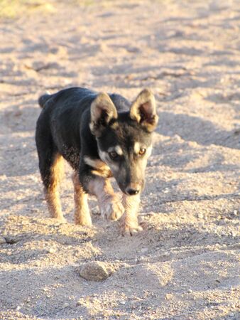 the puppy goes on sandの写真素材