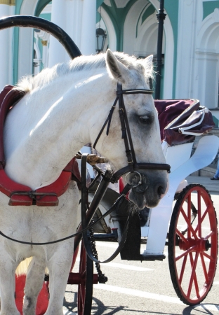 the white horse harnessed in a vehicleの写真素材