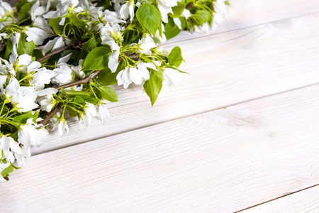 Spring background. Cherry flowers on a wooden background. Selective focus. Copy space. Banner. Springtime conceptの写真素材
