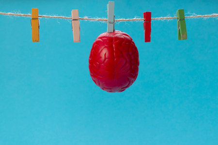 The brain of red color is dried on a clothesline, on a clothespin. Dry brain