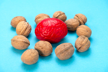 Walnuts like healthy food for the brain. Shape of human brain is surrounded by walnut kernels. It symbolizes how brain similarity with walnuts and proven effectiveness as healthy food for brainの写真素材