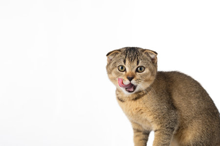 British little kitten with fold ears on a white background with place for textの写真素材