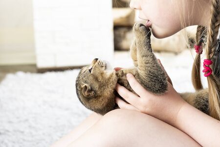 girl plays with a British kitten on a carpet in an apartmentの写真素材