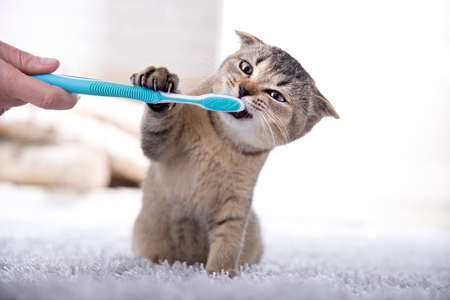 British kitten and a toothbrush. The cat is brushing his teethの写真素材