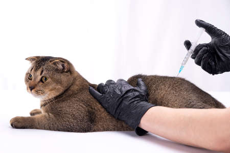 Brown Scottish Fold cat holding hands in medical gloves. Syringe in one hand. Concept of veterinary medicine, vaccination, pet healthの写真素材