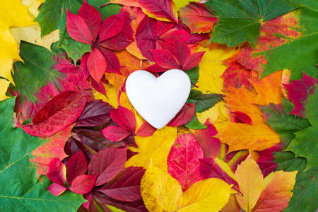 White heart on autumn colorful leaves. Open heart symbol, copy space. The concept of unrequited love, infatuation or loneliness. Autumn background.の写真素材